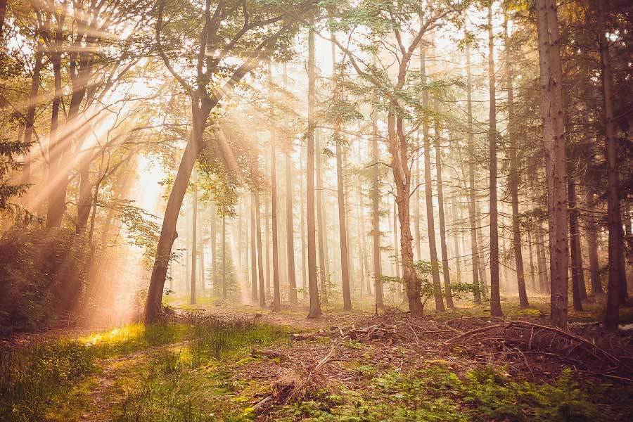 利正与比亚, rcar冲, 费额同比增 利正与比亚, rcar冲, 费额同比增